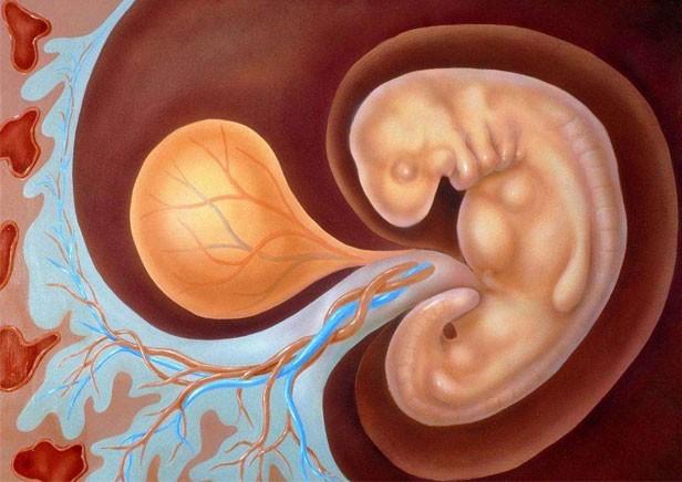 选择胚胎亲子鉴定哪种方法好，需要多少钱？