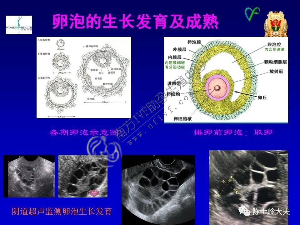 广州正规供卵公司-试管婴儿治疗的流程图以及卵泡、卵子和胚胎的示意图。