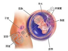 广州高龄试管婴儿机构-怀孕广州南方生殖中心为您的宝宝之旅提供广泛的服务