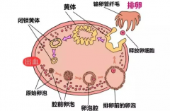 九江借卵-移植第3天胚胎着床的症状，应提前了解的症状